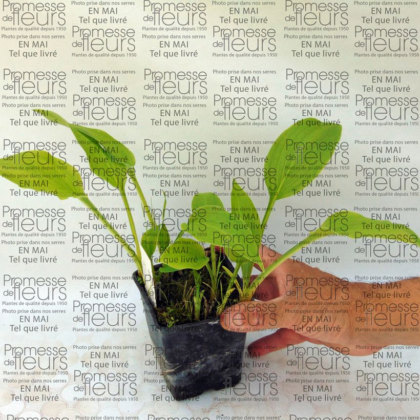 Beispiel eines Exemplars von Hosta Sweet Susan - Garten-Funkie Kleine Töpfe von 8/9 cm wie geliefert