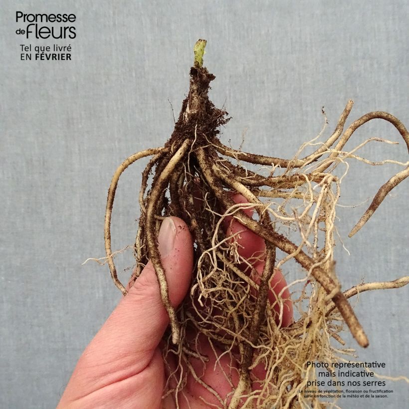 Example of Hosta T Rex - Garten-Funkie Wurzelnackt as you get in hiver