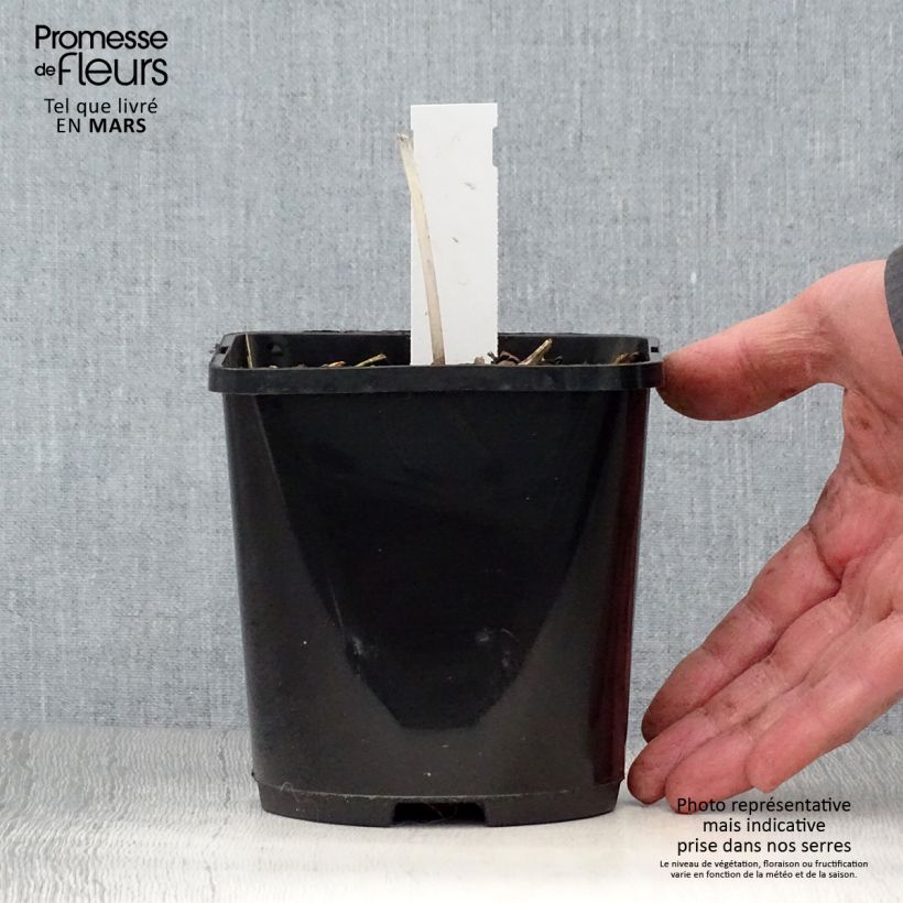 Example of Hosta The Queen - Garten-Funkie Topf mit 1,5L/2L as you get in printemps