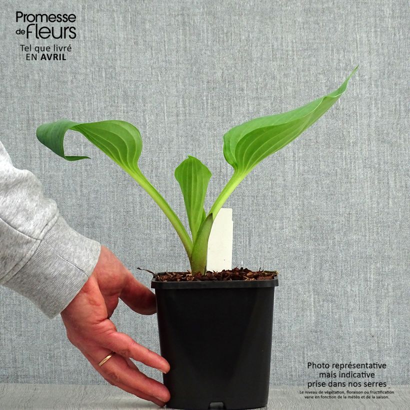 Example of Hosta UFO - Garten-Funkie Topf mit 1,5L/2L as you get in printemps