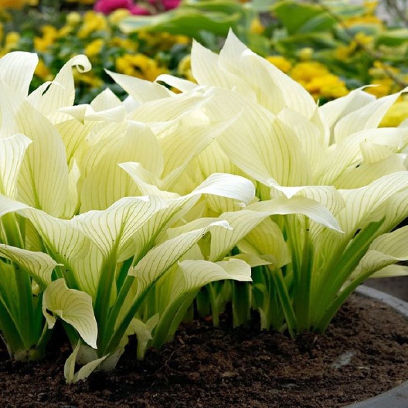 Hosta White Feather - Garten-Funkie (Wuchs)