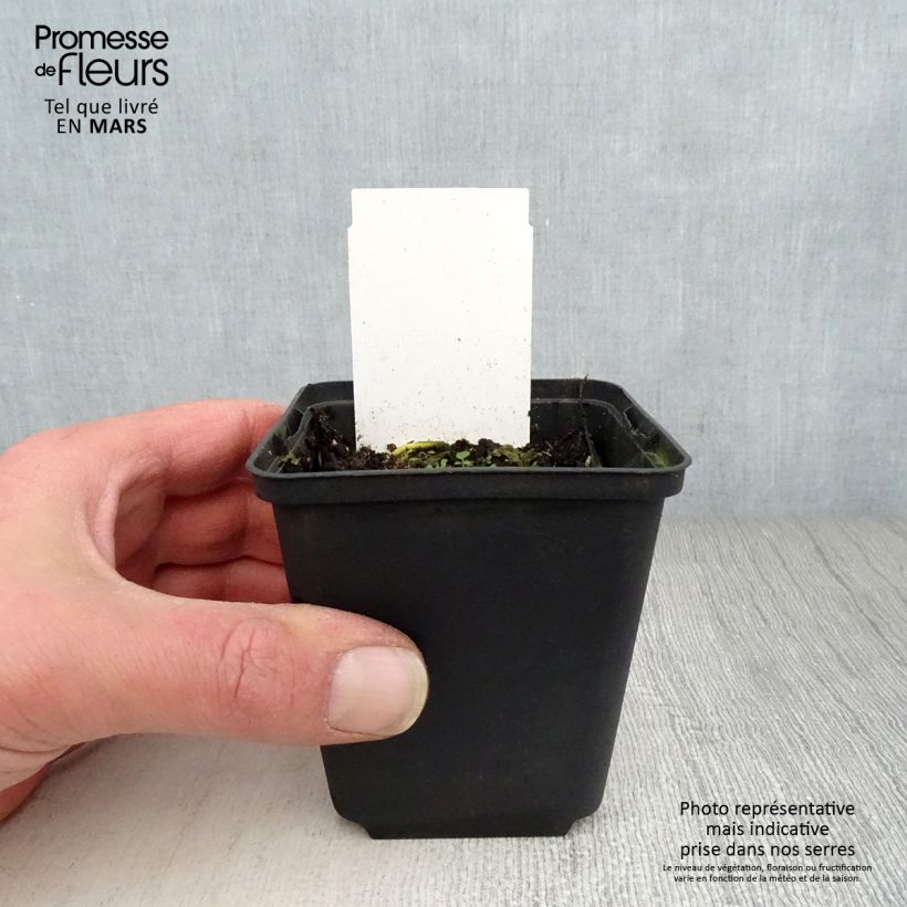 Example of Hosta White On - Garten-Funkie Kleine Töpfe von 8/9 cm as you get in printemps