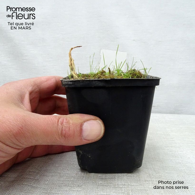 Exemplar von Hosta White Trumpets - Garten-Funkie Kleine Töpfe von 8/9 cm wie im Frühjahr geliefert