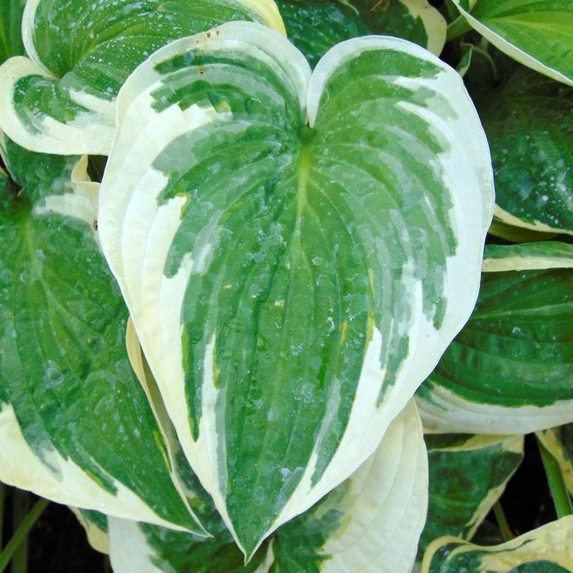 Hosta Wide Brim - Garten-Funkie (Foliage)