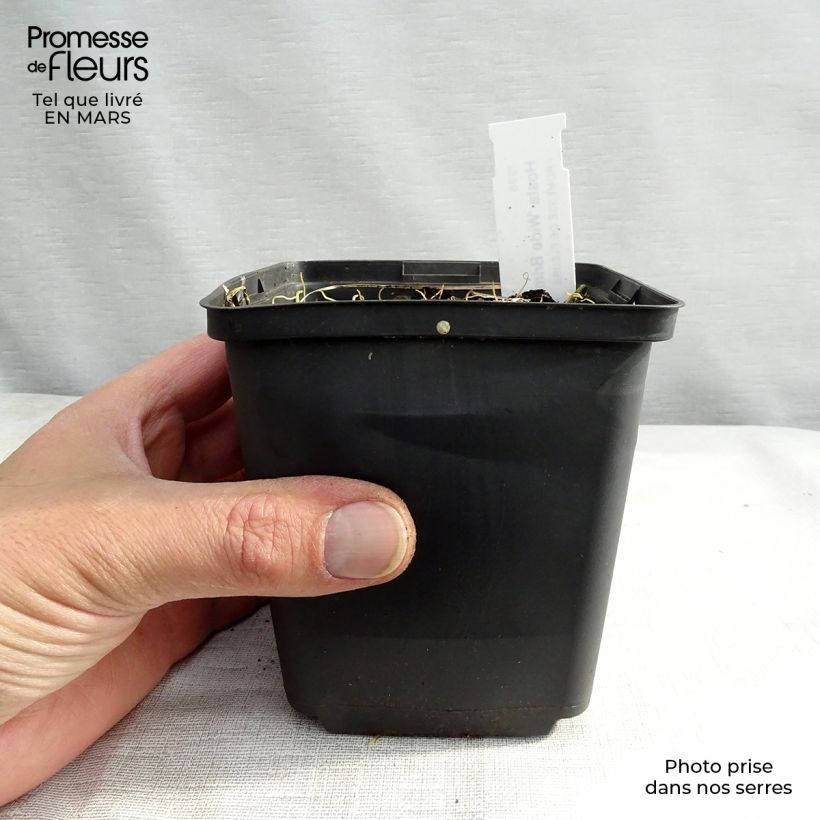 Example of Hosta Wide Brim - Garten-Funkie Kleine Töpfe von 8/9 cm as you get in printemps