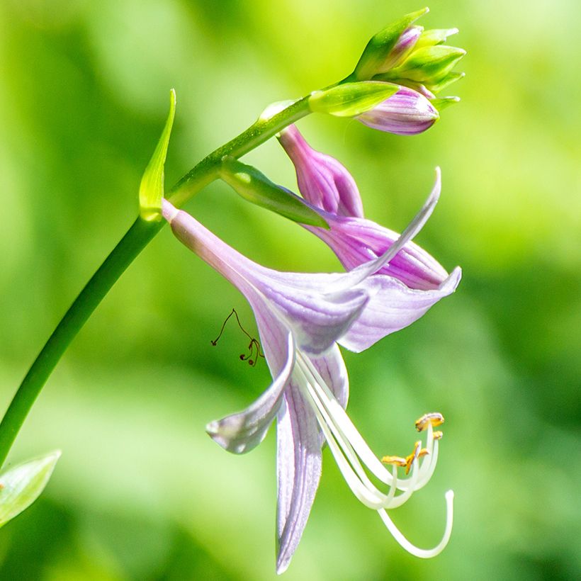 Hosta clausa var. normalis - Korea-Funkie (Blüte)