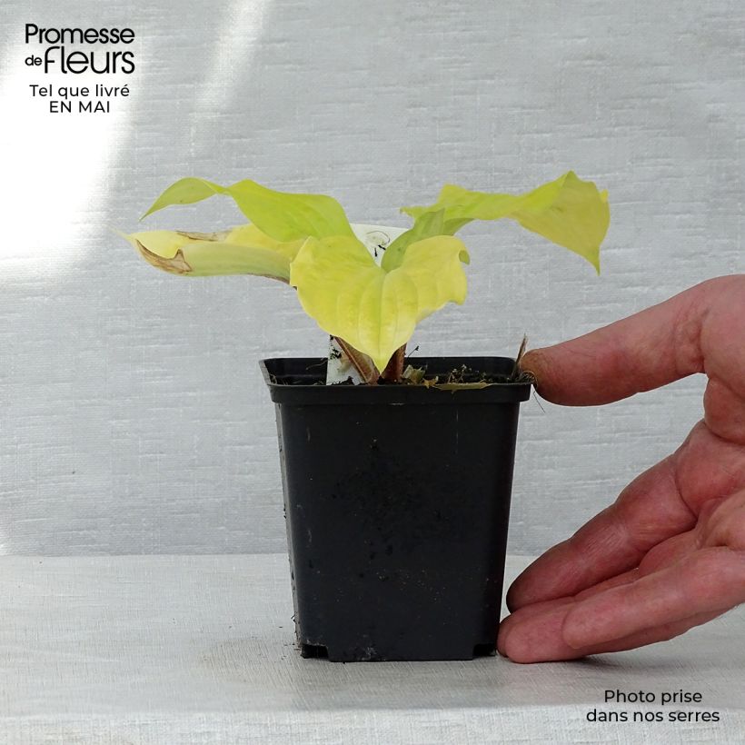 Example of Hosta fire Island - Garten-Funkie Kleine Töpfe von 8/9 cm as you get in printemps