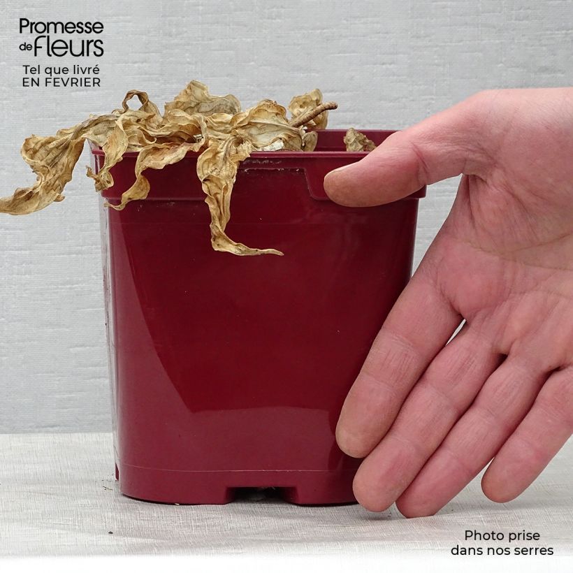 Example of Hosta fire Island - Garten-Funkie Topf mit 2L/3L as you get in hiver