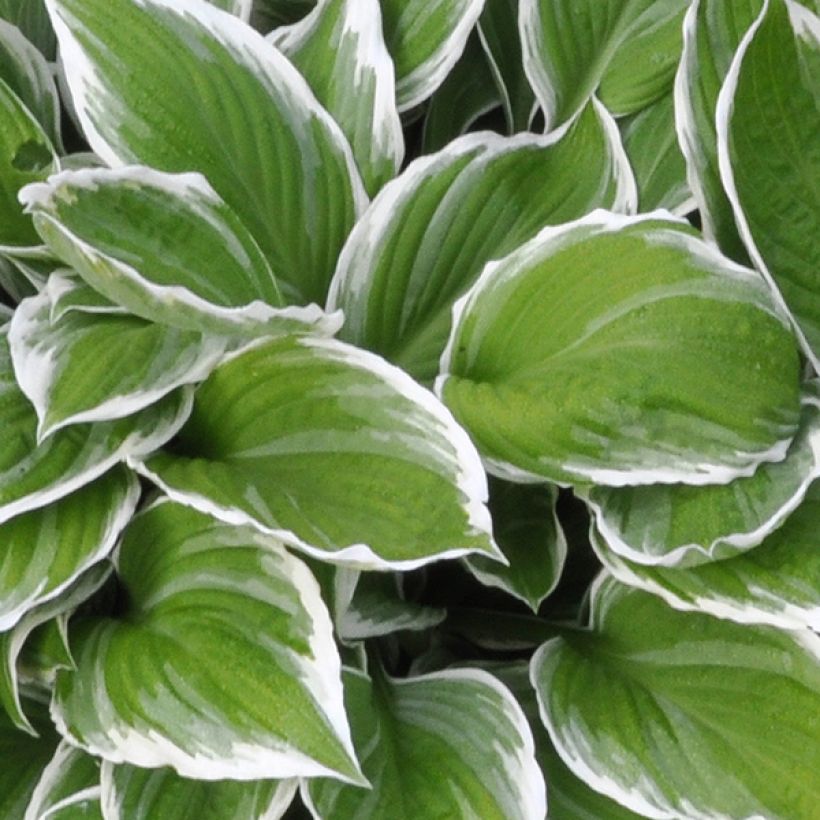 Hosta fortunei Albomarginata - Garten-Funkie (Laub)