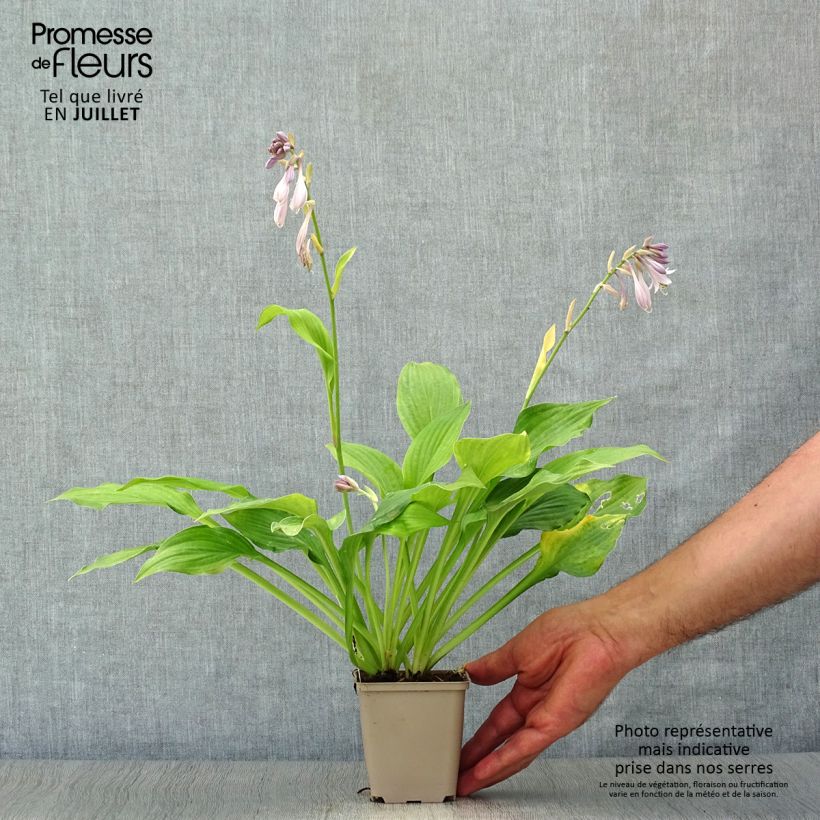 Exemplar von Hosta fortunei albopicta - Garten-Funkie Kleine Töpfe von 8/9 cm wie im Sommer geliefert