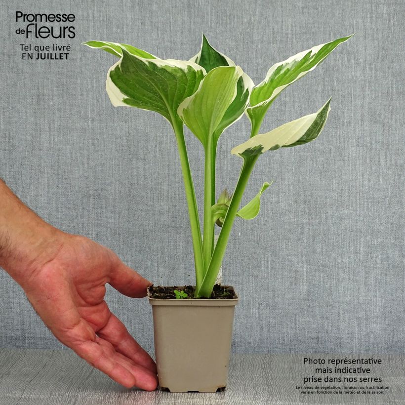 Exemplar von Hosta fortunei Patriot - Garten-Funkie Kleine Töpfe von 8/9 cm wie im Sommer geliefert