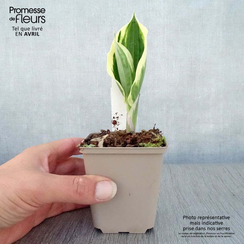 Example of Hosta fortunei Patriot - Garten-Funkie Kleine Töpfe von 8/9 cm as you get in printemps