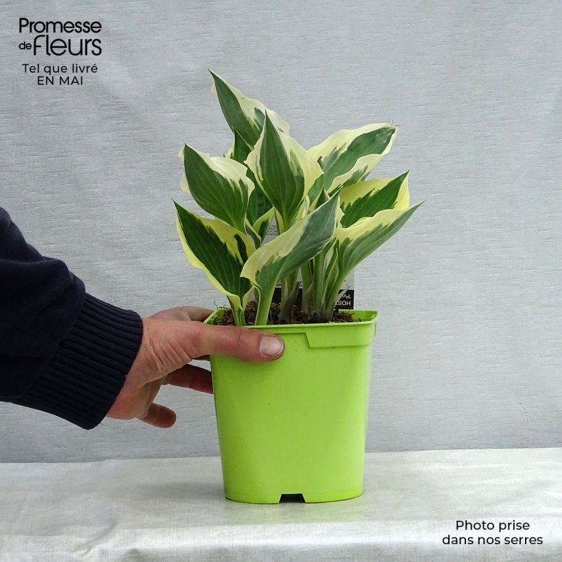 Example of Hosta fortunei Patriot - Garten-Funkie Topf mit 2L/3L as you get in printemps