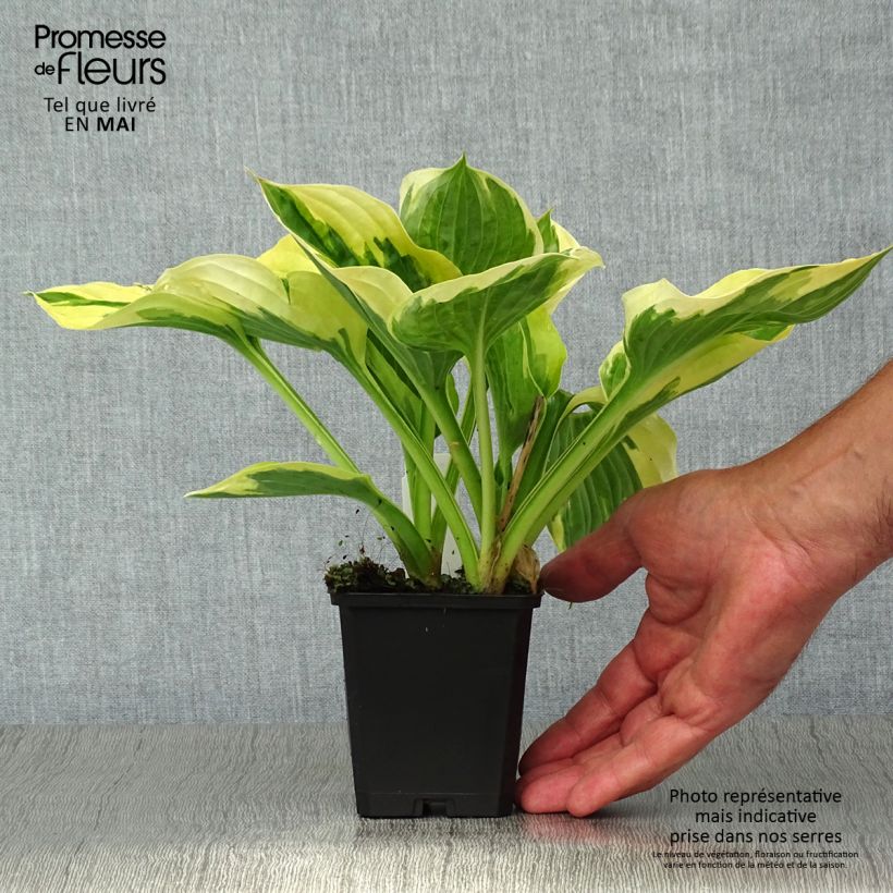 Example of Hosta fortunei Twilight - Garten-Funkie Kleine Töpfe von 8/9 cm as you get in printemps