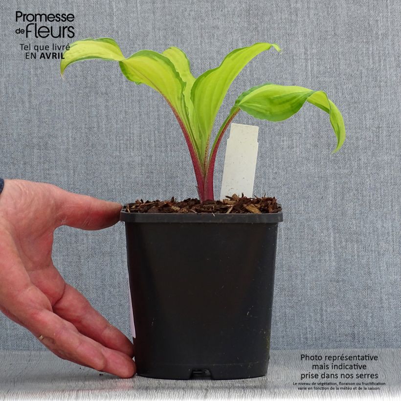 Exemplar von Hosta Lipstick Kiss - Garten-Funkie Topf mit 1,5L/2L wie im Frühjahr geliefert