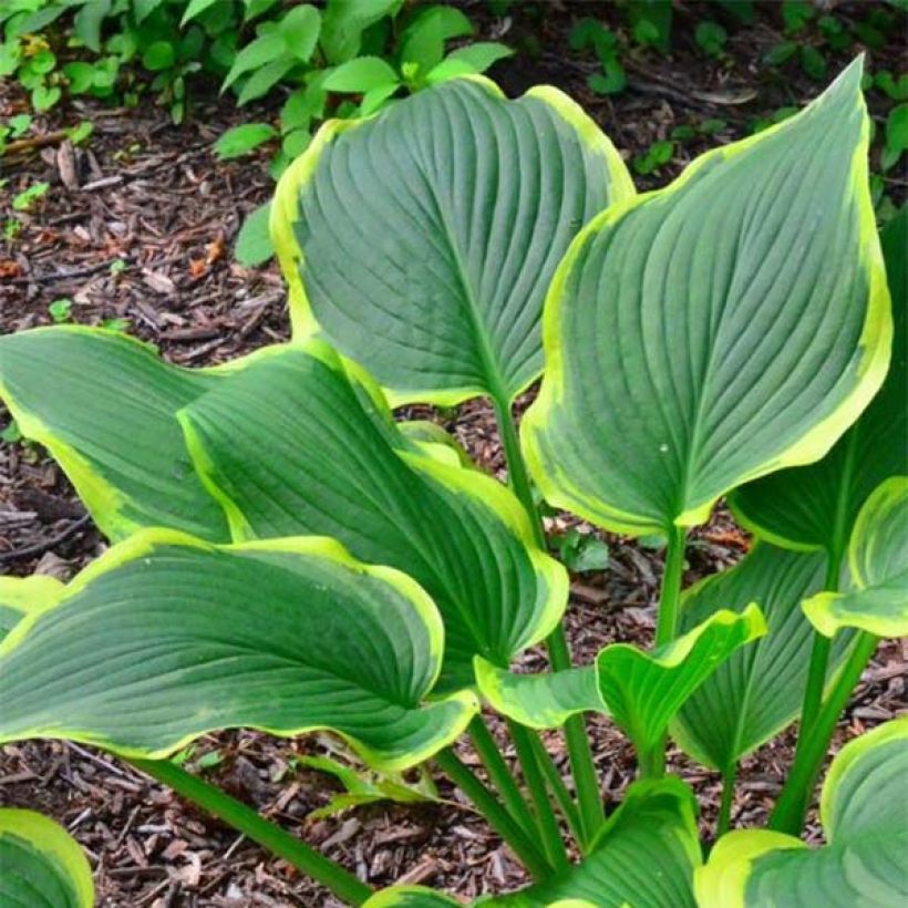 Hosta montana Yellow River - Garten-Funkie (Foliage)