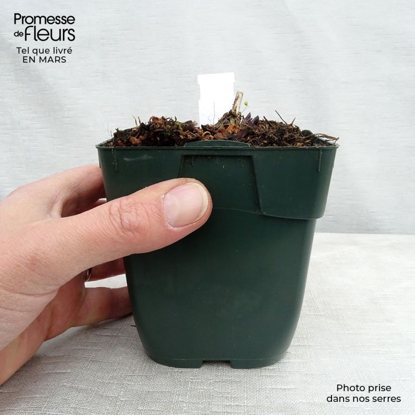 Example of Hosta montana Yellow River - Garten-Funkie Kleine Töpfe von 8/9 cm as you get in printemps