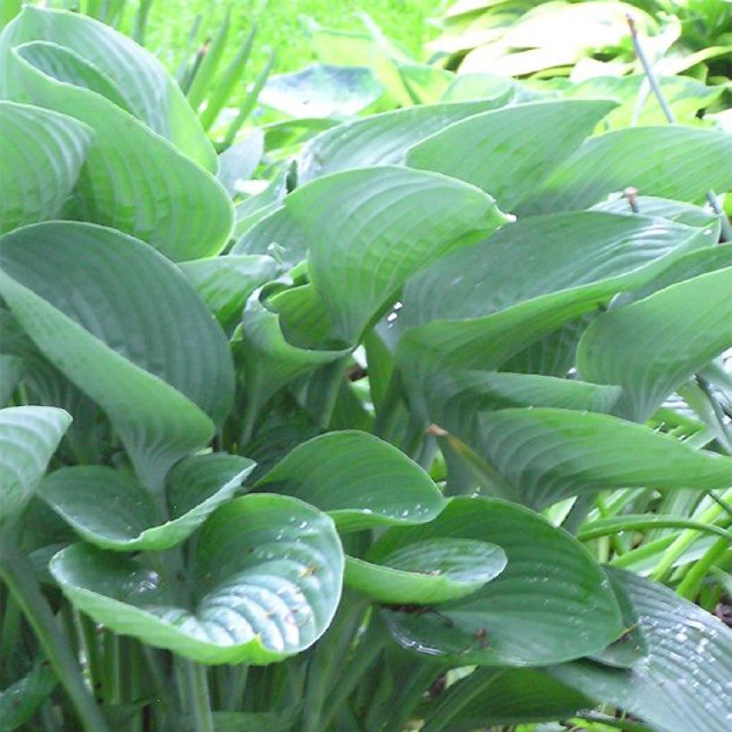 Hosta nigrescens - Garten-Funkie (Laub)