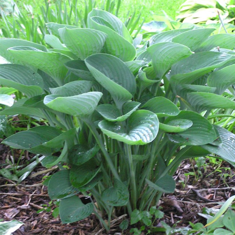 Hosta nigrescens - Garten-Funkie (Wuchs)