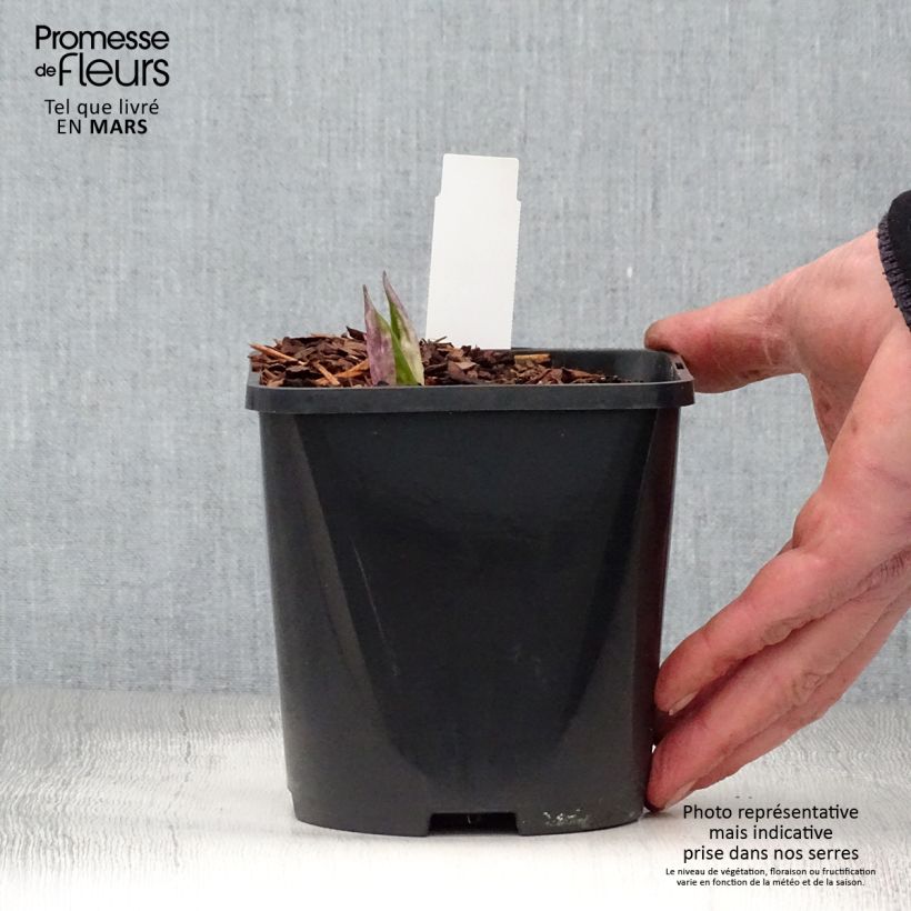 Example of Hosta Fireworks - Garten-Funkie Topf mit 1,5L/2L as you get in printemps