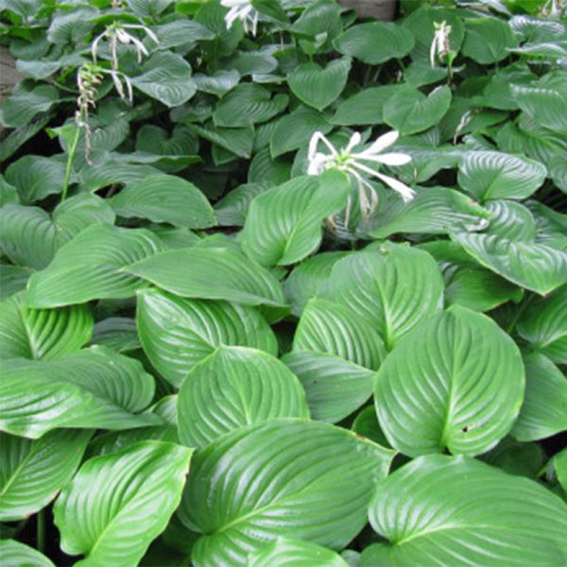 Hosta plantaginea Aphrodite - Garten-Funkie (Laub)