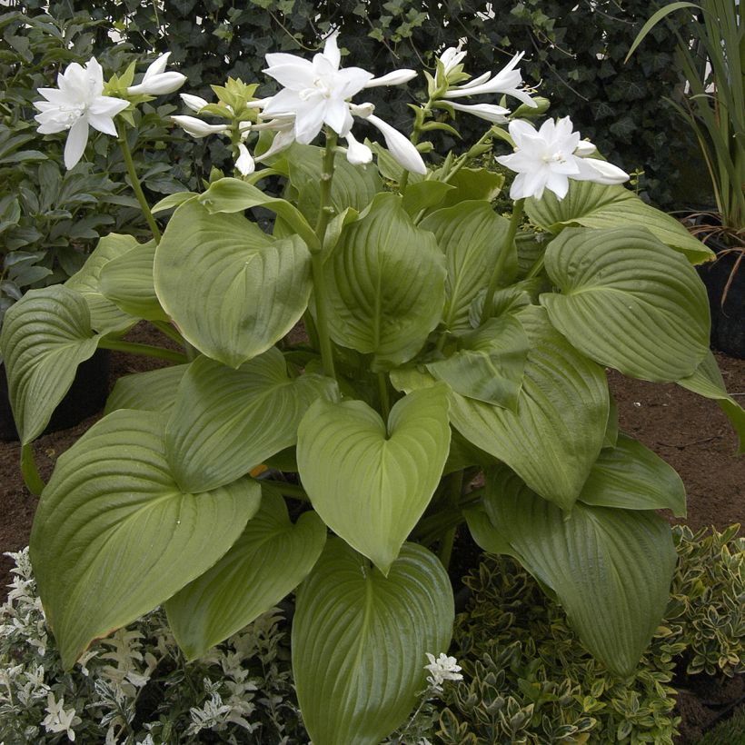 Hosta plantaginea Venus - Garten-Funkie (Plant habit)
