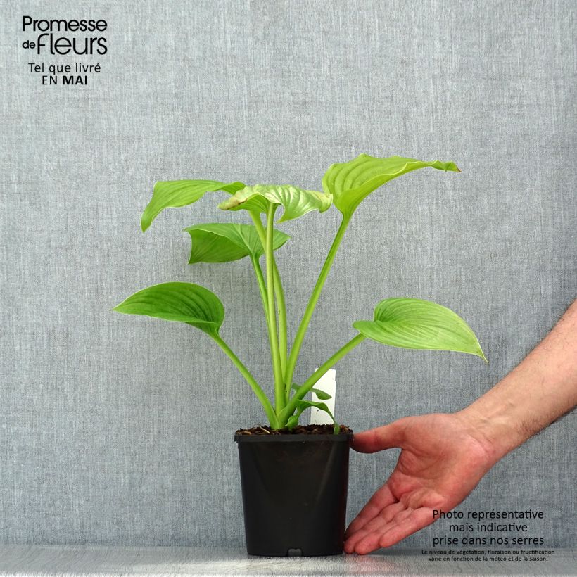 Example of Hosta plantaginea Venus - Garten-Funkie Topf mit 1,5L/2L as you get in printemps