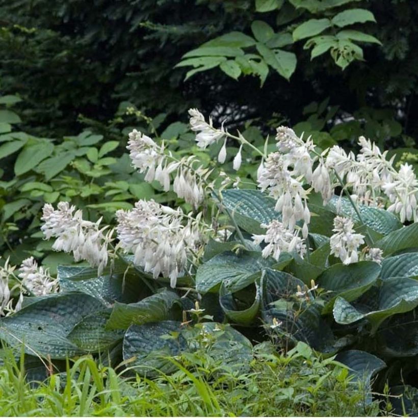 Hosta sieboldiana - Garten-Funkie (Plant habit)