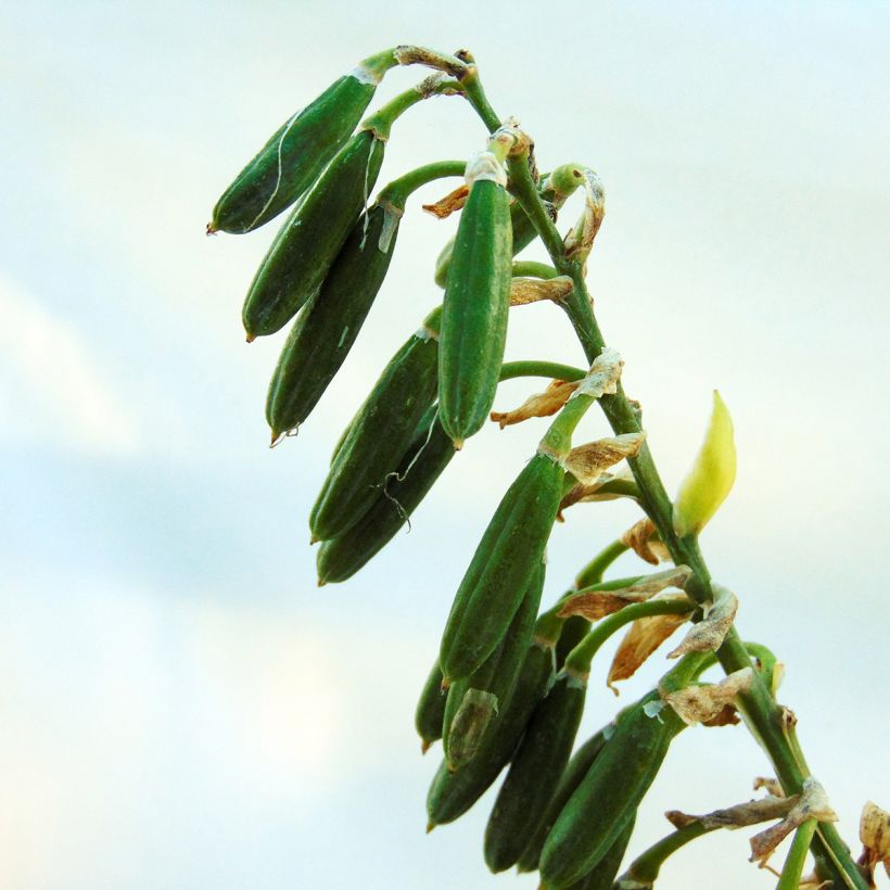 Hosta sieboldiana Frances williams - Garten-Funkie (Harvest)