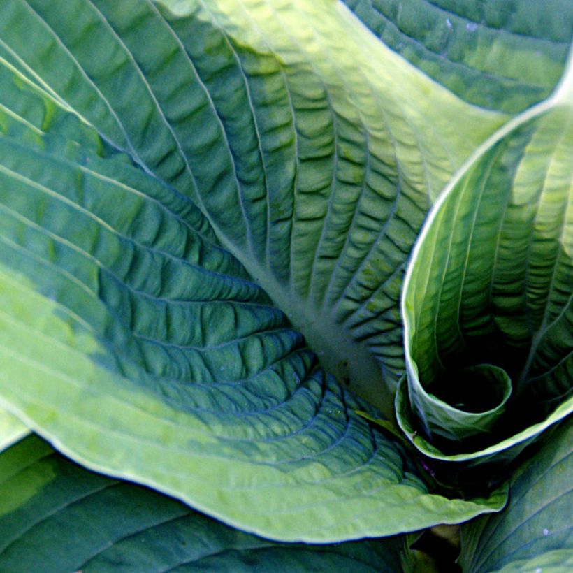 Hosta sieboldiana Frances williams - Garten-Funkie (Foliage)