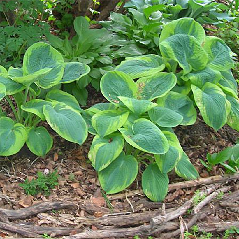 Hosta sieboldiana Frances williams - Garten-Funkie (Plant habit)