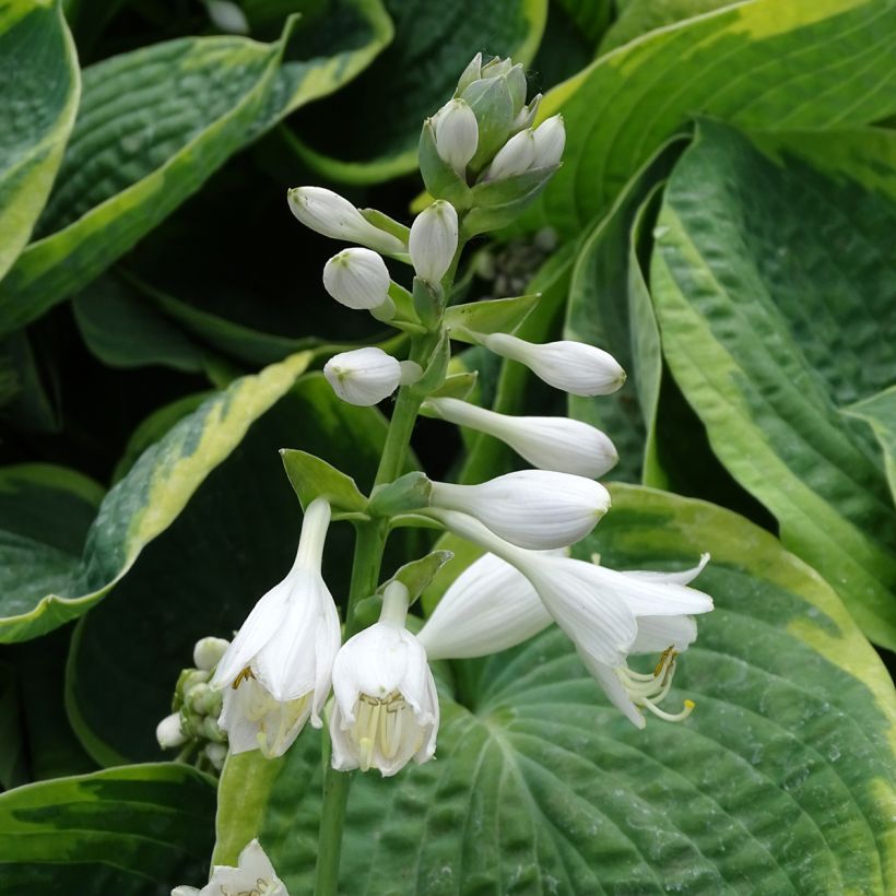 Hosta sieboldiana Frances williams - Garten-Funkie (Flowering)