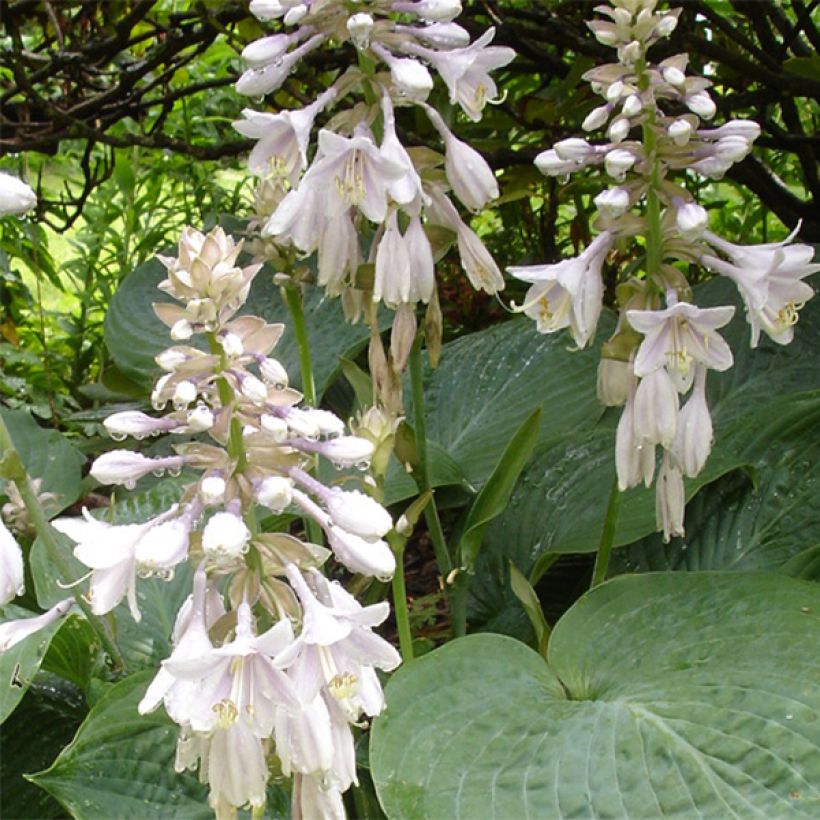 Hosta sieboldiana elegans - Garten-Funkie (Flowering)