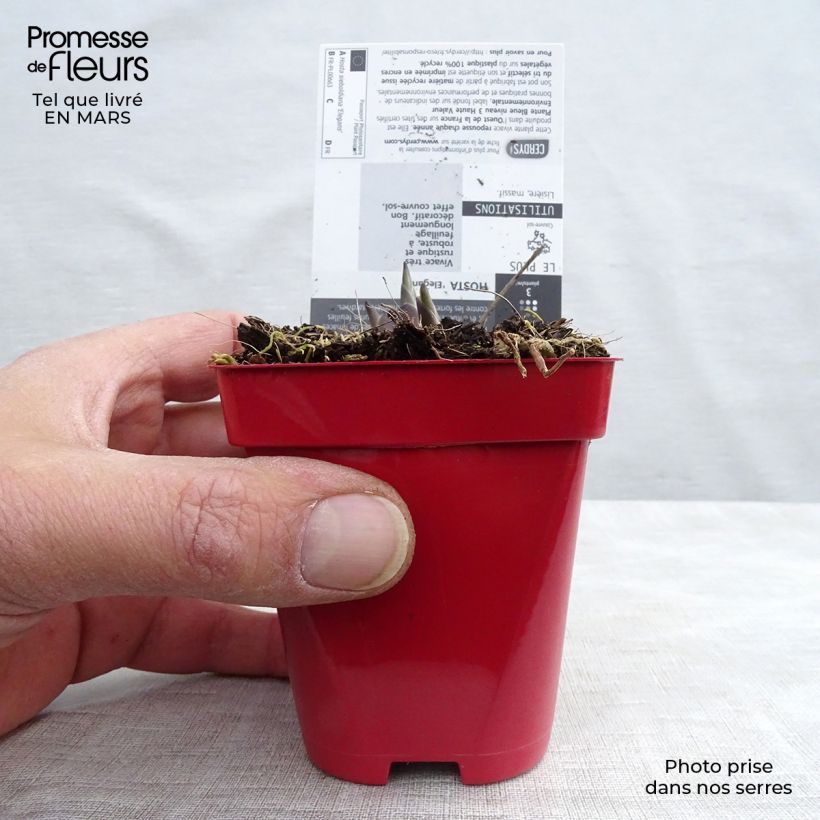 Example of Hosta sieboldiana elegans - Garten-Funkie Kleine Töpfe von 8/9 cm as you get in printemps