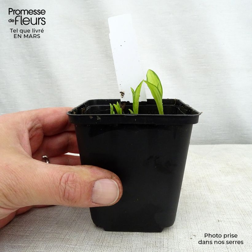 Exemplar von Hosta sieboldii Silver Kabitan - Garten-Funkie Kleine Töpfe von 8/9 cm wie im Frühjahr geliefert