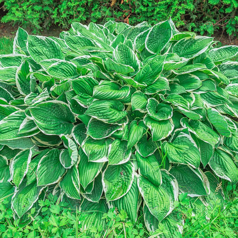 Hosta sieboldii var. alba - Garten-Funkie (Wuchs)