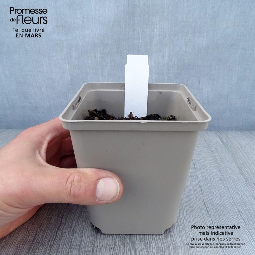 Exemplar von Hosta Sun power - Garten-Funkie Kleine Töpfe von 8/9 cm wie im Frühjahr geliefert