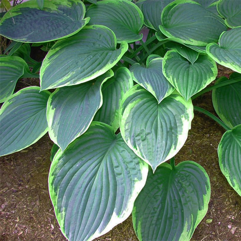 Hosta tardiana El Niño - Garten-Funkie (Laub)