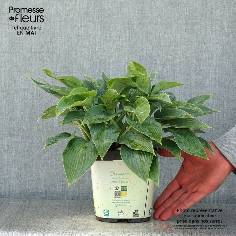 Example of Hosta tardiana Halcyon - Garten-Funkie Topf mit 1L/1,5L as you get in printemps
