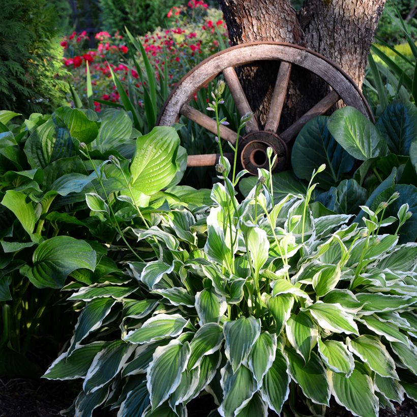 Hosta undulata albomarginata - Garten-Funkie (Wuchs)