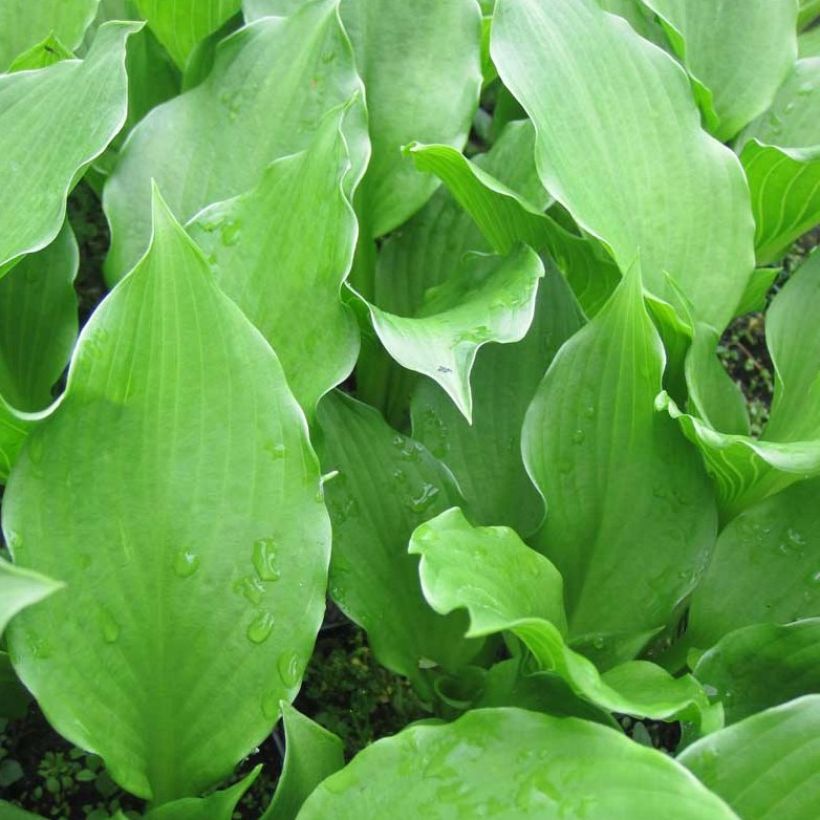 Hosta undulata Erromena - Garten-Funkie (Foliage)