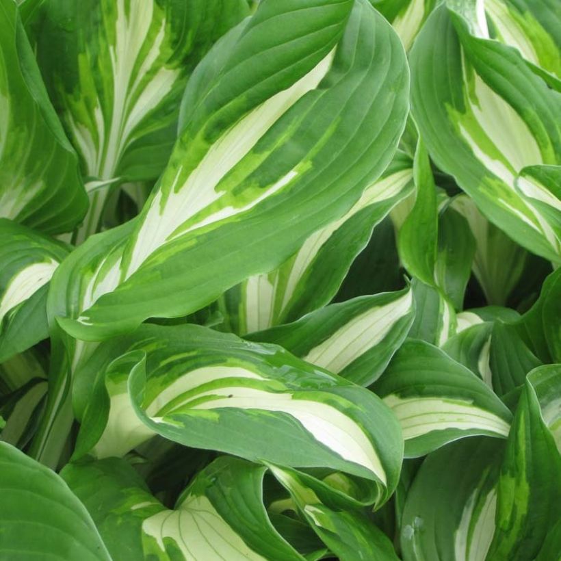 Hosta undulata Mediovariegata - Garten-Funkie (Foliage)
