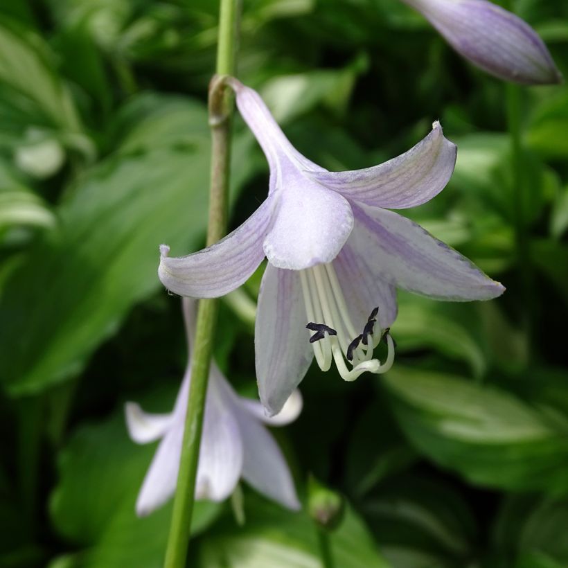 Hosta undulata Mediovariegata - Garten-Funkie (Flowering)