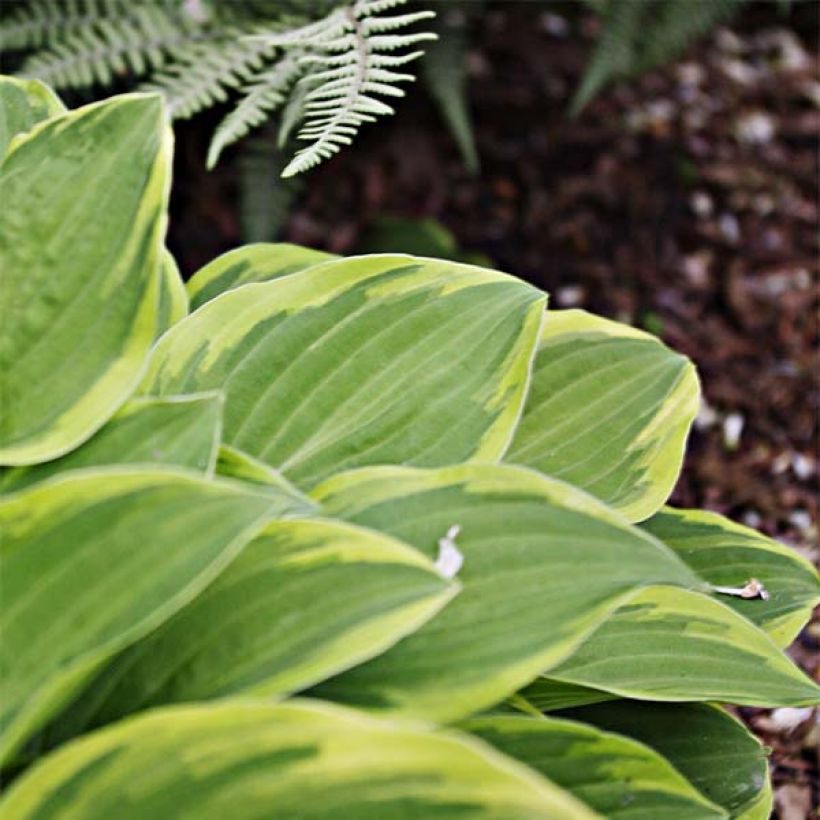 Hosta Fragrant Dream - Garten-Funkie (Foliage)
