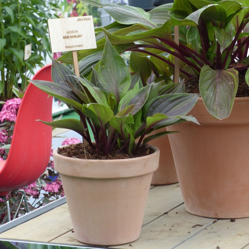 Hosta Red Ninja - Garten-Funkie (Wuchs)