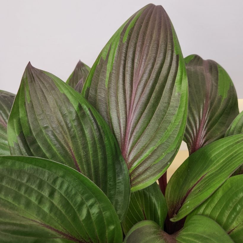 Hosta Red Ninja - Garten-Funkie (Laub)