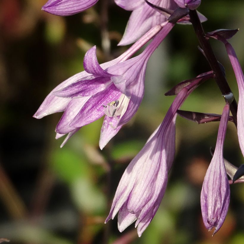 Hosta Red Ninja - Garten-Funkie (Blüte)