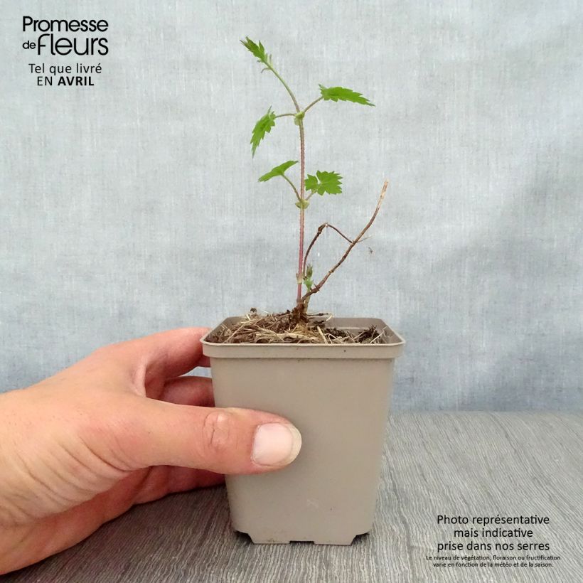 Example of Humulus lupulus - Hopfen Kleine Töpfe von 8/9 cm as you get in printemps