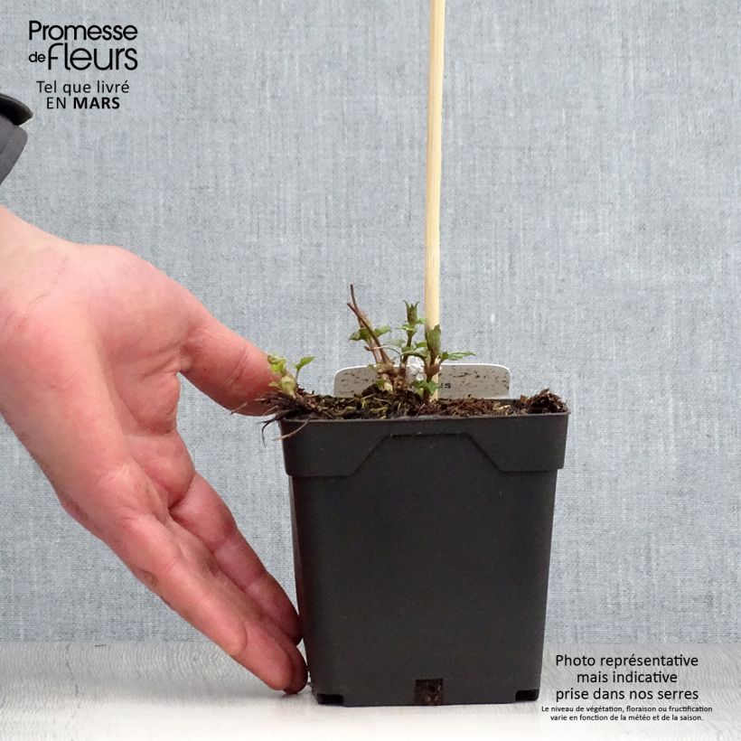 Example of Humulus lupulus - Hopfen Topf mit 1,5L/2L as you get in printemps