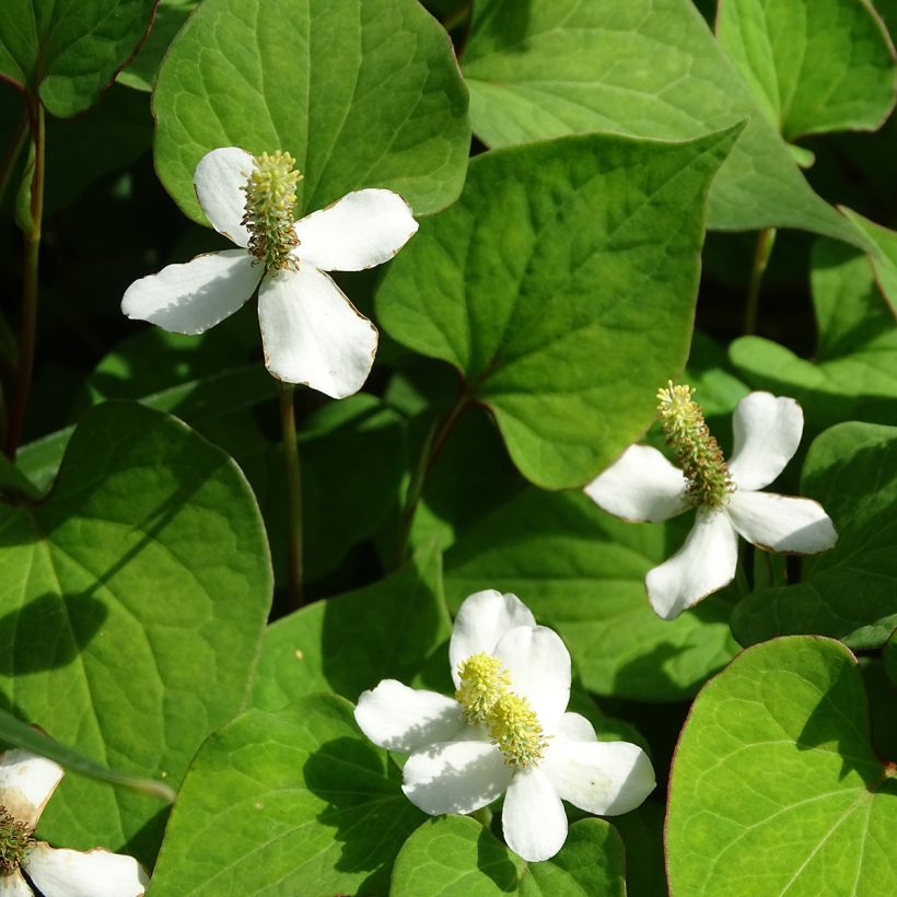 Houttuynie - Houttuynia cordata (Blüte)